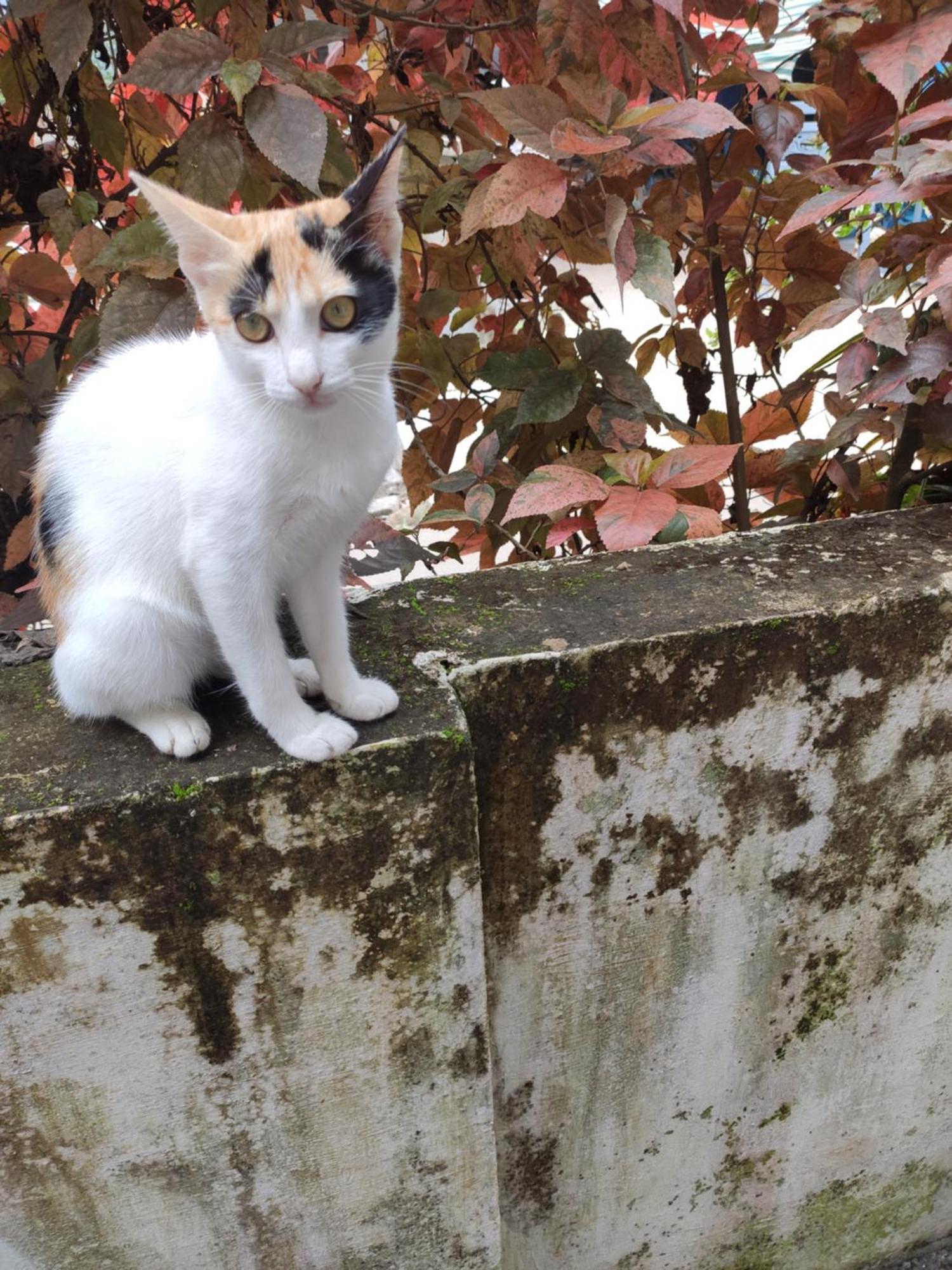 Soly'S Villa Homestay มุนนาร์ ภายนอก รูปภาพ
