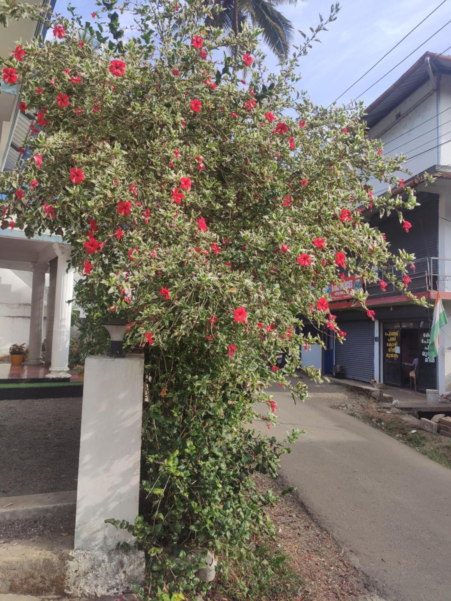 Soly'S Villa Homestay มุนนาร์ ภายนอก รูปภาพ